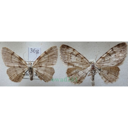 Aethalura punctulata (Denis & Schiffermüller, 1775) pair Przylepek olszyniak Czech36g